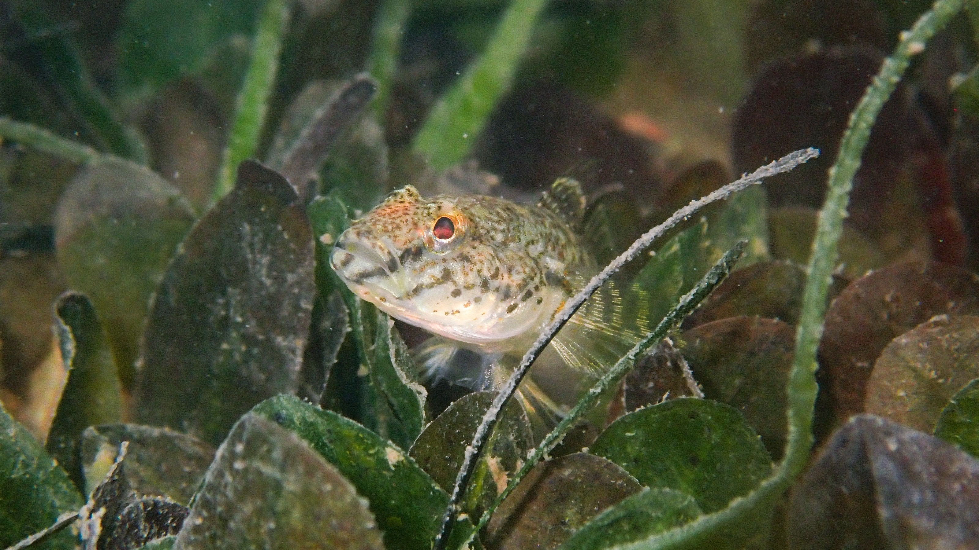 Seagrass Bed Restoration