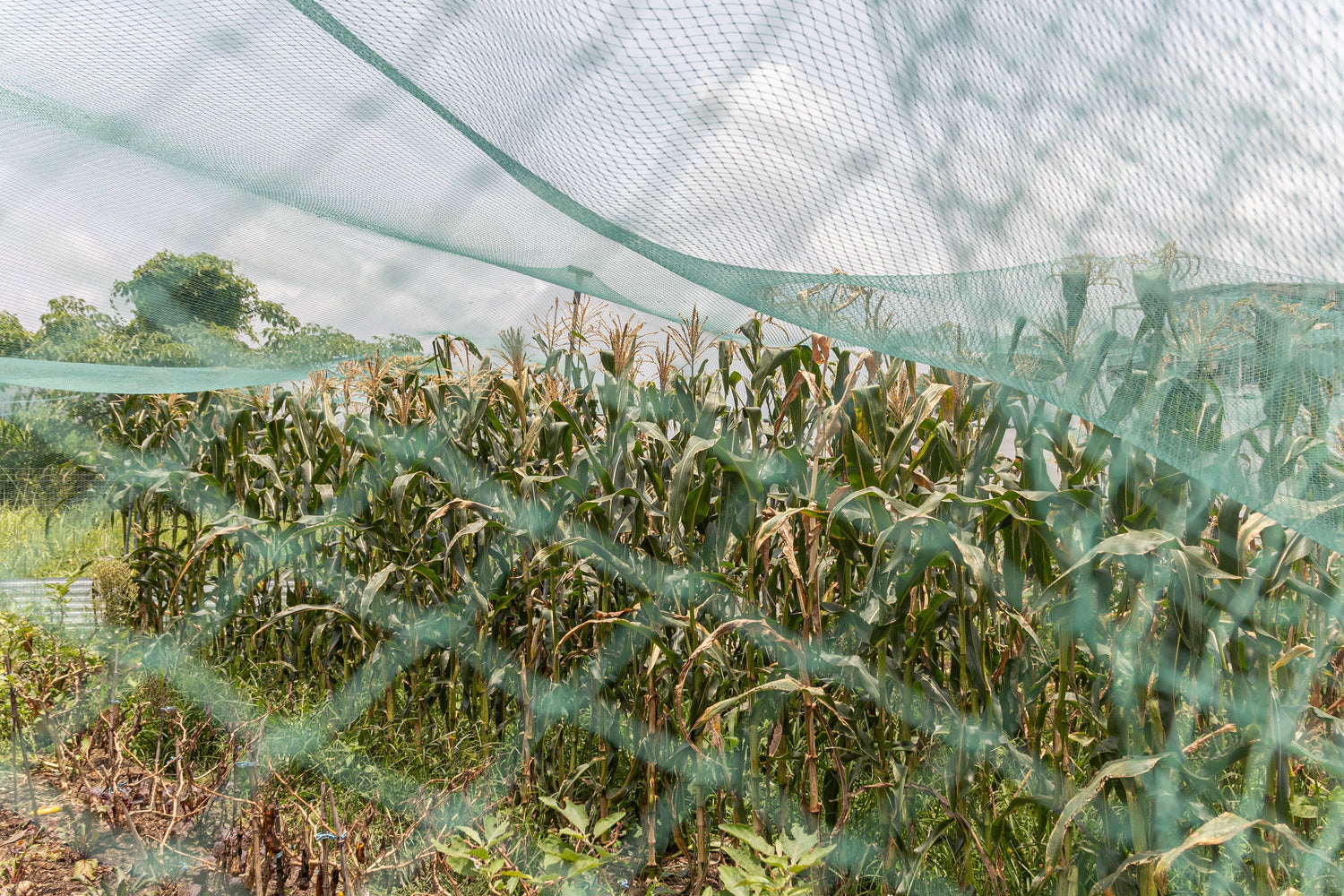 Scientific analysis confirms substantial improvements in soil health.