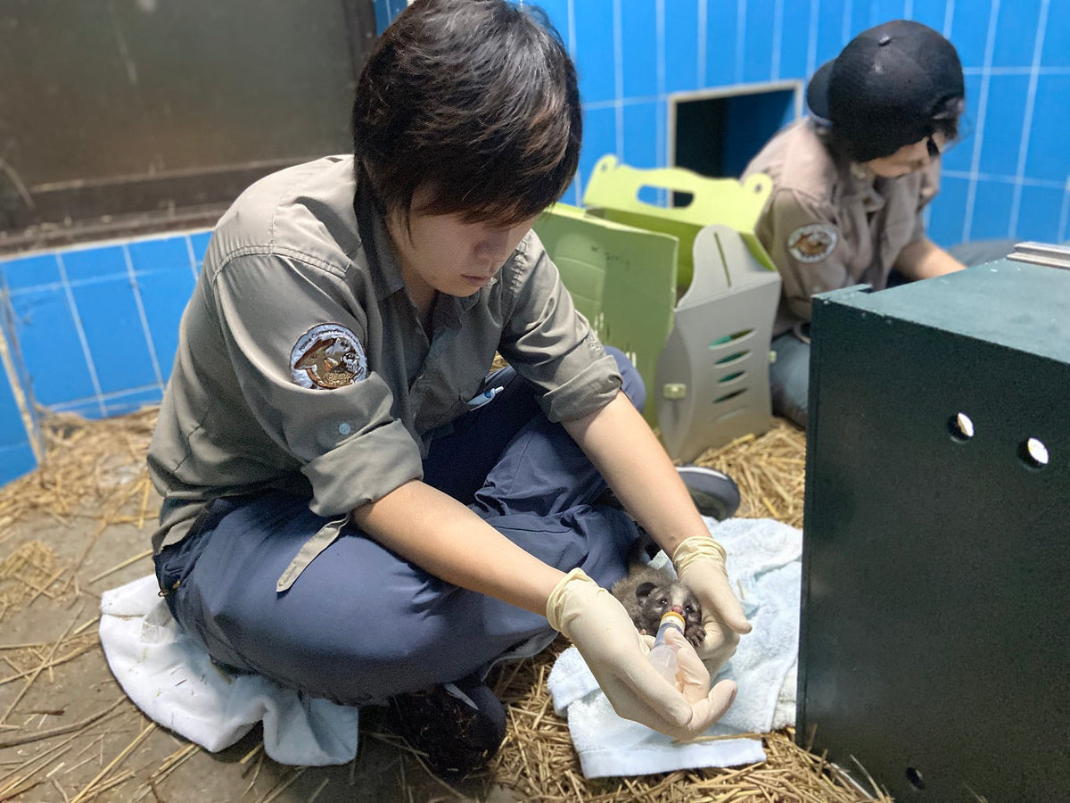 Wildlife Rescue & Rehabilitation
