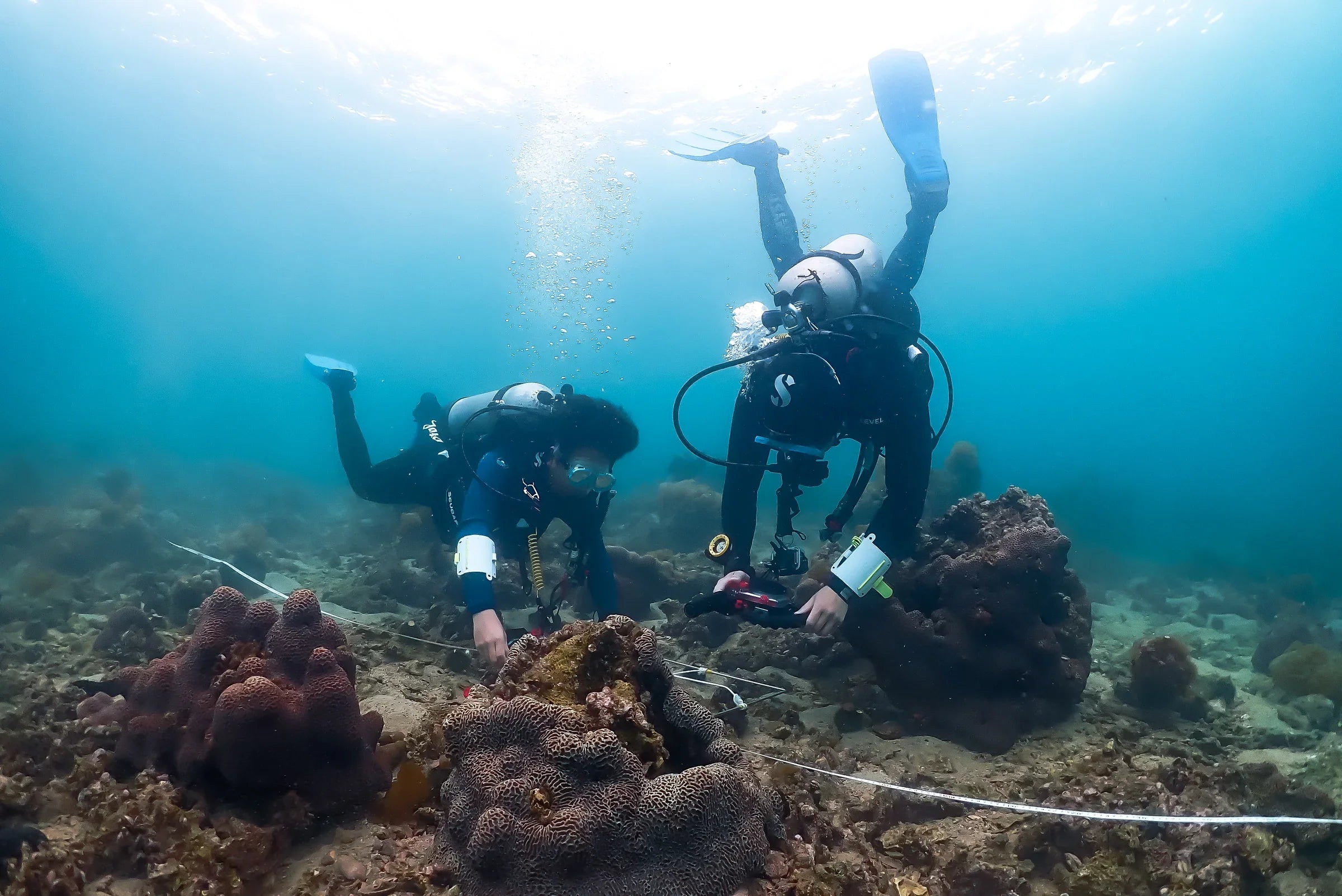 Reviving Our Corals Initiative