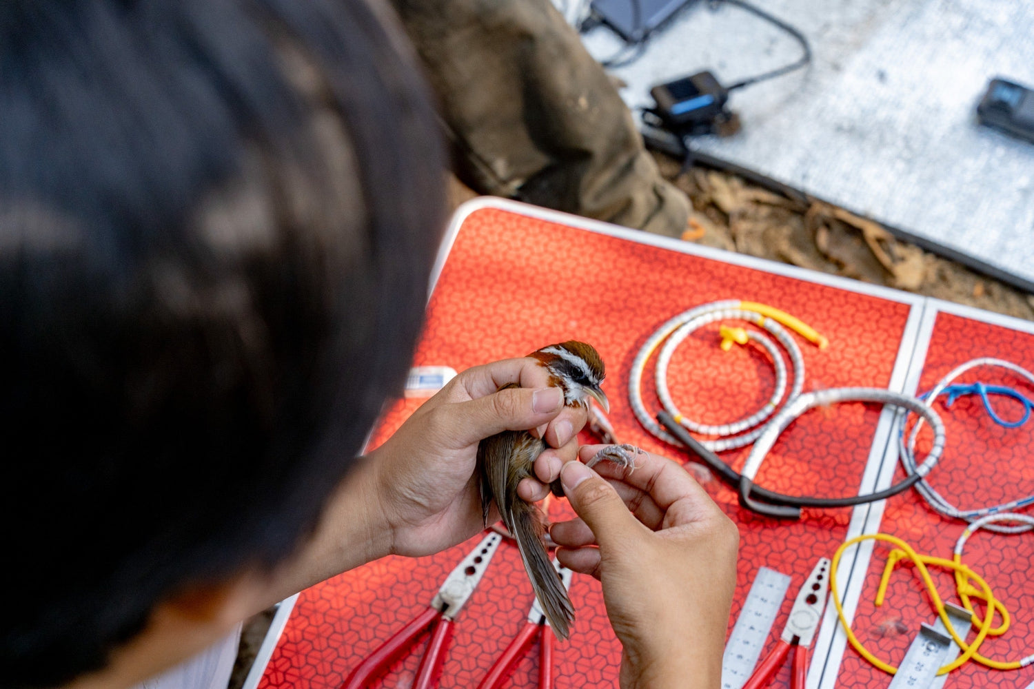 Tracking Greater Painted-snipes at the Long Valley Nature Park